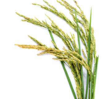 Rice plant 360x320