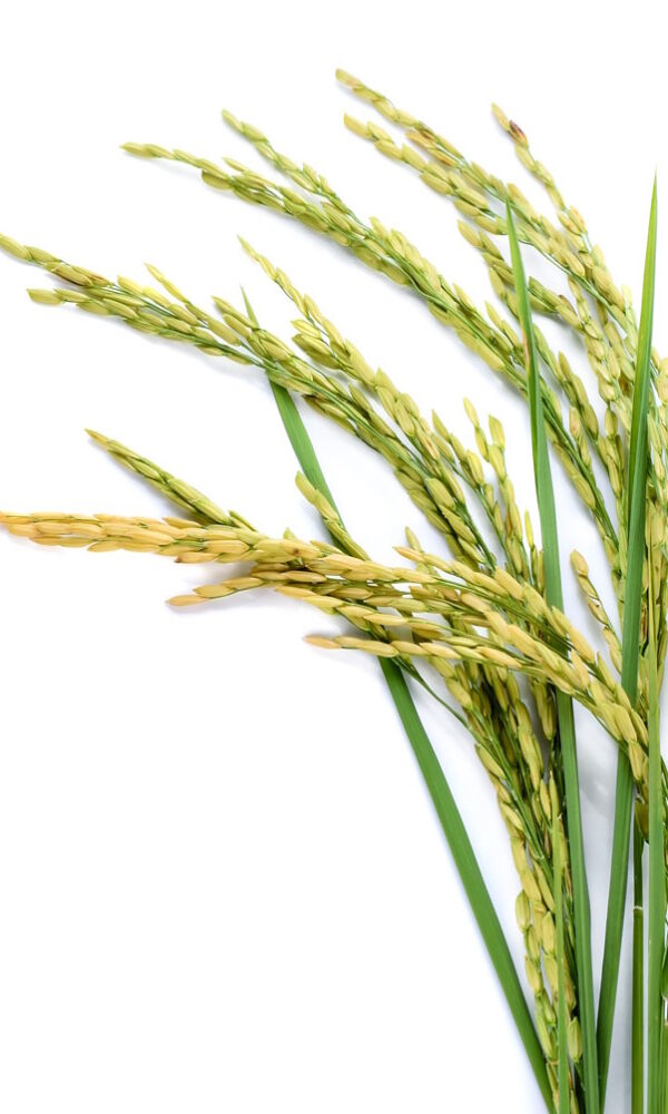 Rice plant 600x1000