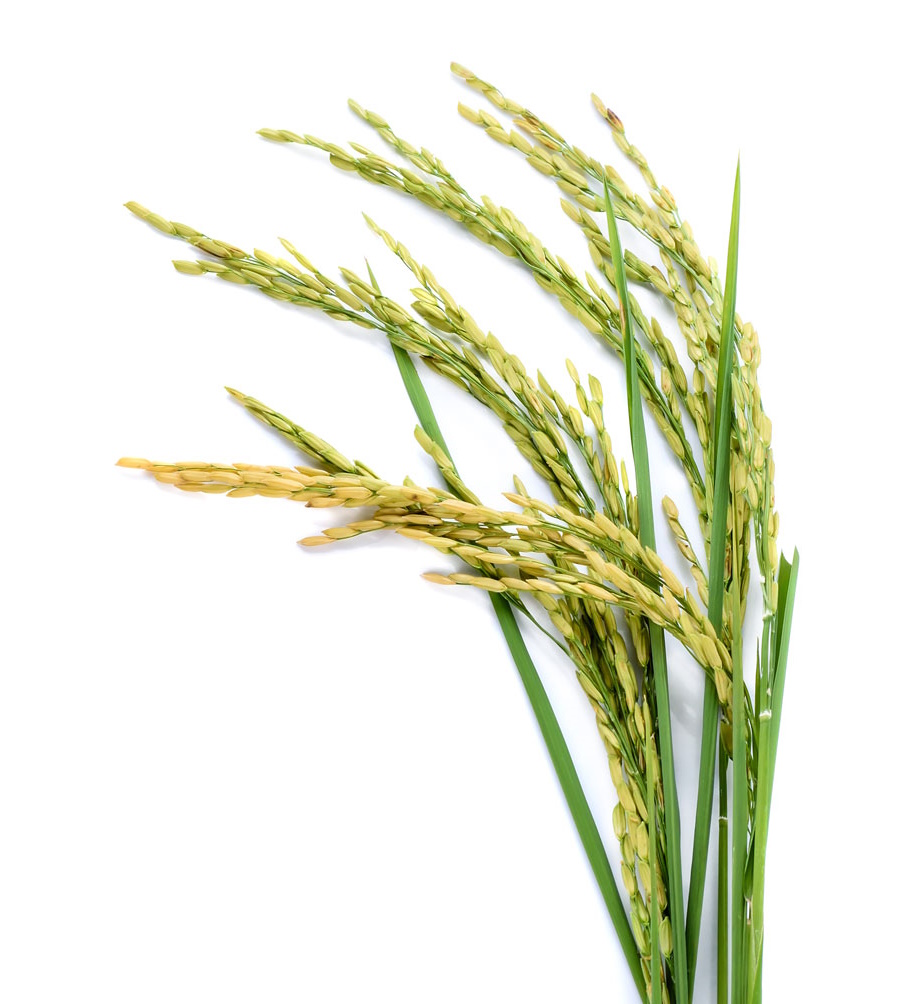 Rice plant