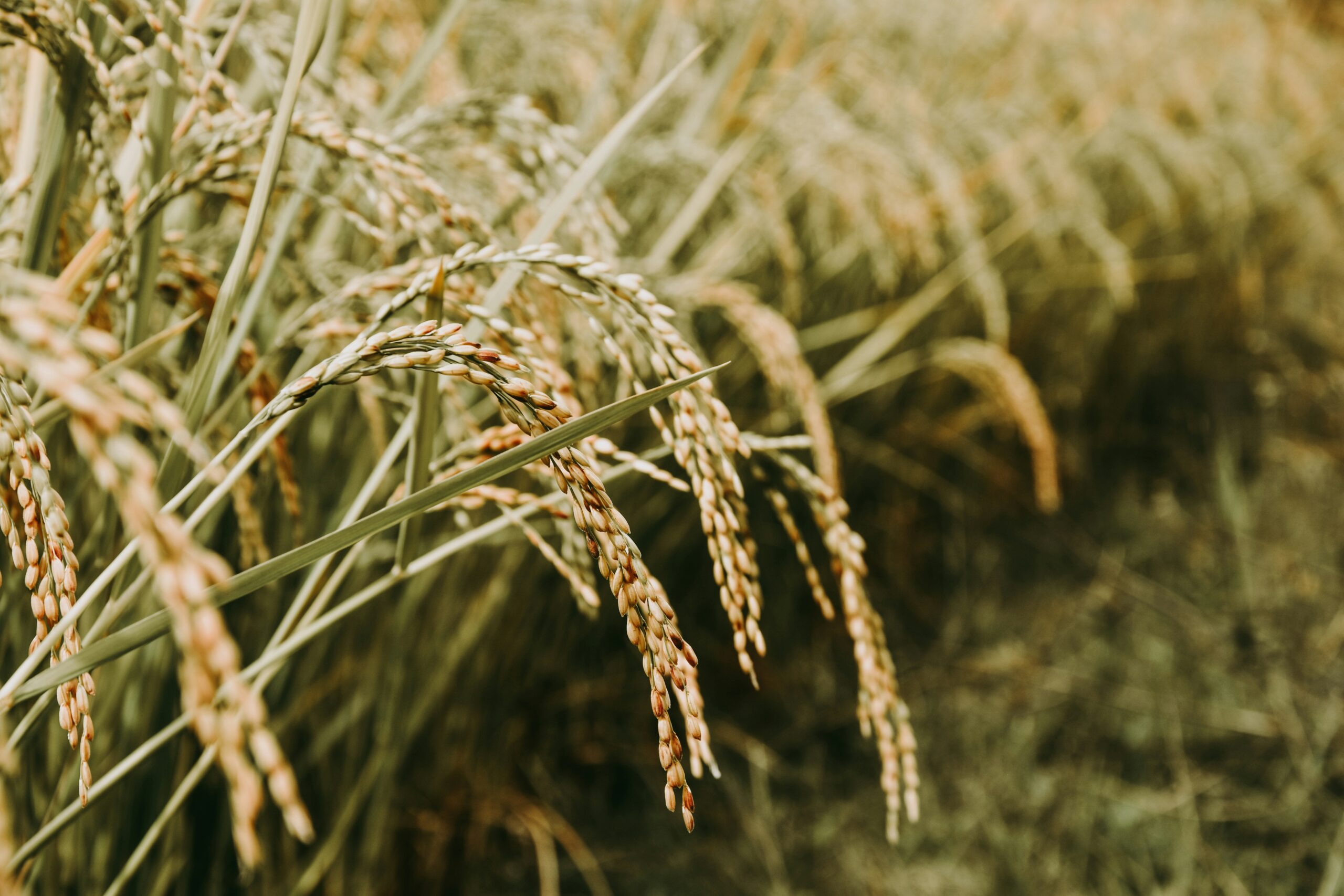 Sandy ravaloniaina rARwqh9IXEE unsplash scaled